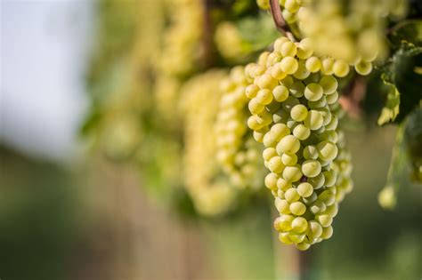 Grappolo di Pinot Bianco