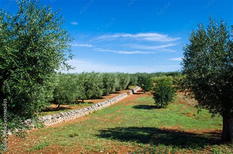 Paesaggio pugliese con ulivi secolari e muretti a secco