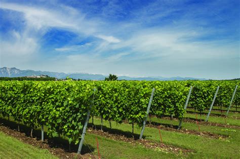 Vigneti di Glera in Friuli-Venezia Giulia