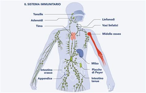 Diagramma che illustra come l'alcol indebolisce il sistema immunitario