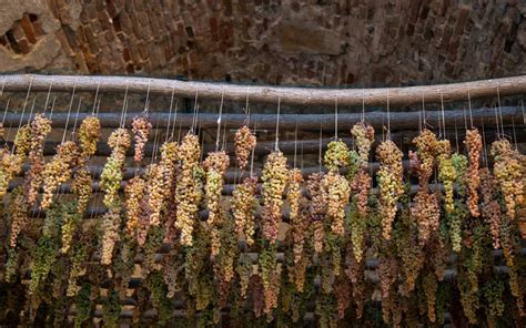 Uve Aleatico appassite sui graticci