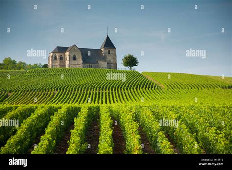 Filari di Chardonnay in Champagne