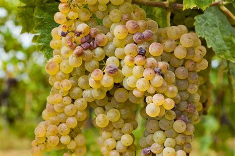 Grappoli di Pinot Blanc