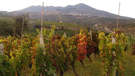 Vigneti di Aglianico sul Monte Vulture