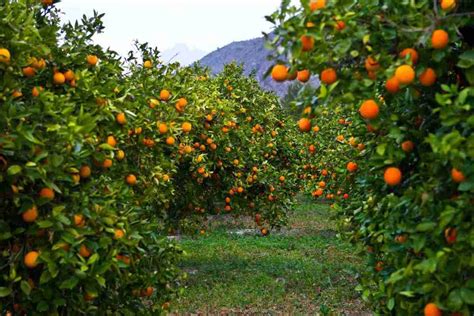 Paesaggio siciliano con alberi di agrumi in fiore