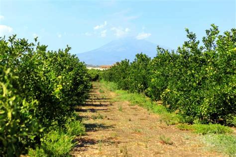 Paesaggio dell'Etna con agrumeto