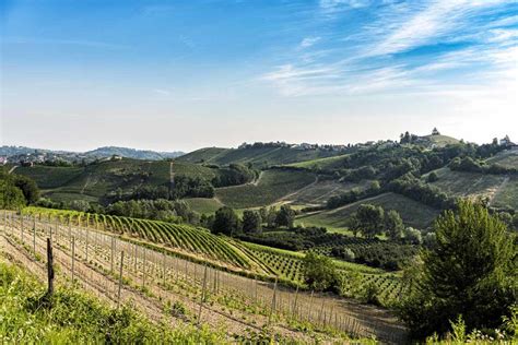 Colline del Monferrato con vigneti