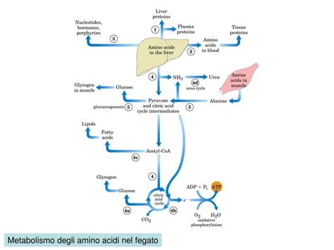 Diagramma del metabolismo dell'alcol nel fegato