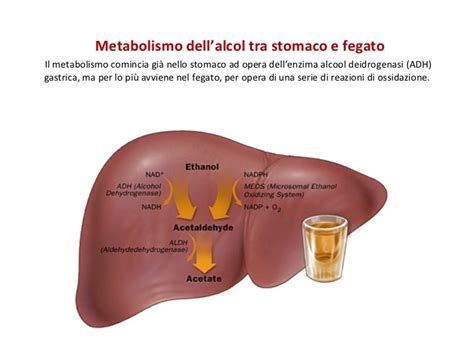 Diagramma del metabolismo dell'etanolo nel fegato