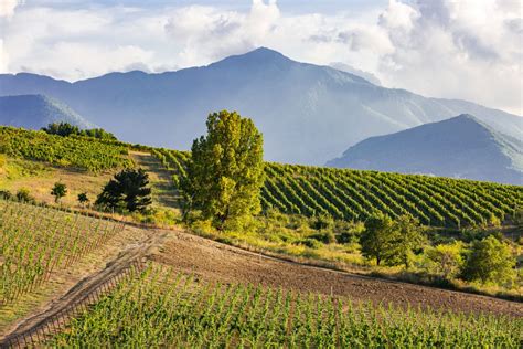 Vigneti di Fiano in Irpinia