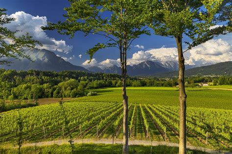 Vigneti di Glera in una zona DOC Prosecco