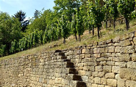 Vigneto sardo con muretti a secco sotto il sole