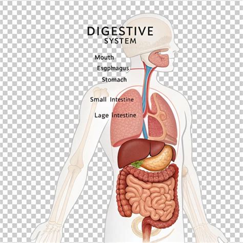 Diagramma anatomico del sistema vascolare emorroidario