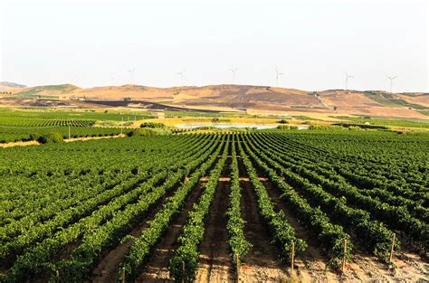 Vigneti in Sicilia