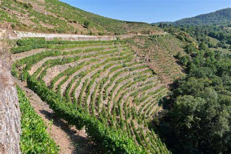 Vigneti terrazzati in Irpinia