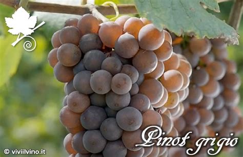 Grappolo di Pinot Grigio
