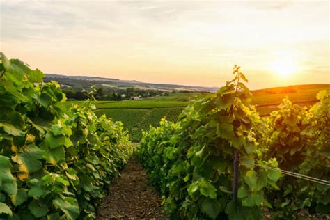 Vigneti di Champagne al tramonto