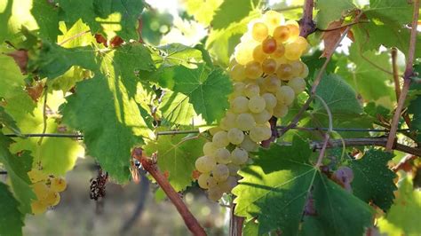Grappolo di Vermentino maturo su un vigneto terrazzato vicino al mare