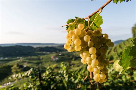 Grappolo d'uva Glera in un vigneto