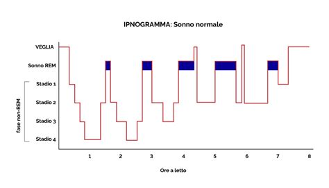 Schema delle fasi del sonno e impatto dell'alcol