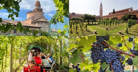 Illustrazione di una vigna storica italiana