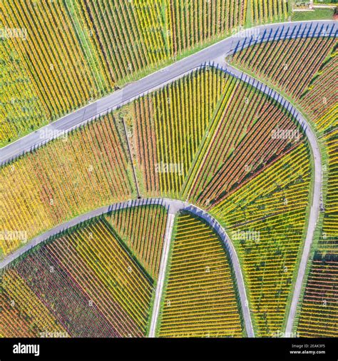 Vista aerea del vigneto-labirinto 