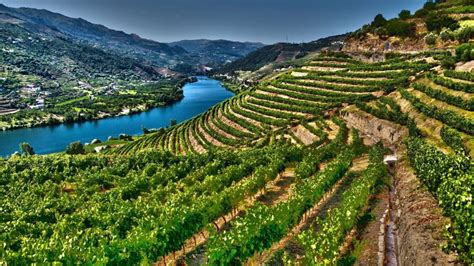 Vigneti terrazzati nella Valle del Douro