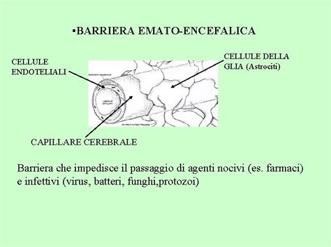 Diagramma della barriera emato-encefalica