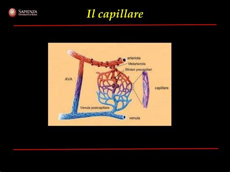 Confronto tra capillare cerebrale e capillare periferico