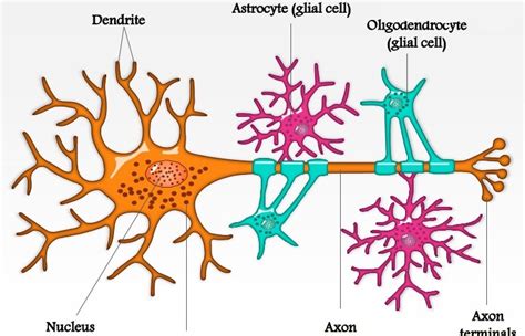 Schema del ruolo degli astrociti nella BEE