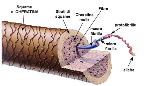 Struttura molecolare dell'ammoniaca e sua interazione con la cheratina del capello