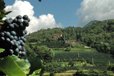 Vigneto biologico in collina