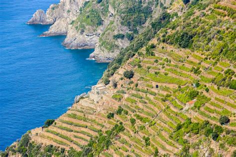 Paesaggio delle Cinque Terre con vigneti