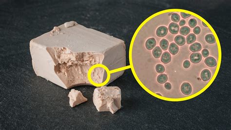 Microscopio che mostra lieviti