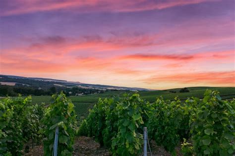 Vigneti di Champagne sotto il sole
