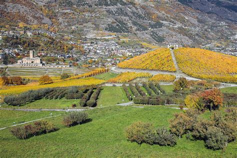 Vigne terrazzate in Valle d'Aosta