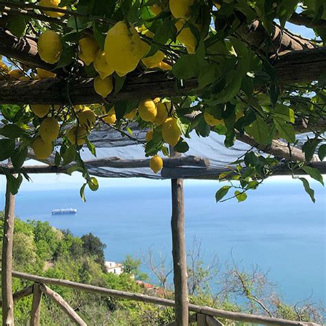 Frutteto di limoni in Costiera Amalfitana