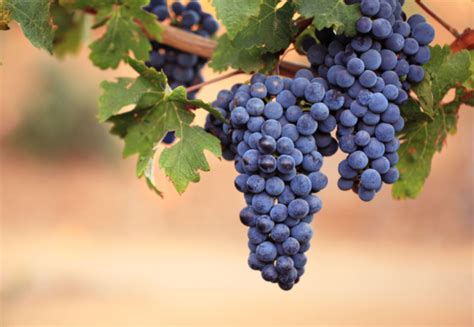 Grappolo di Uva Montepulciano