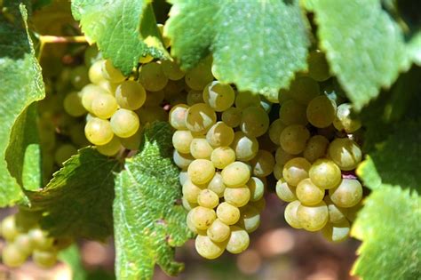 Uve Chardonnay e Pinot Bianco in un vigneto