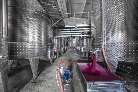 Uve rosse in un kvevri durante la fermentazione