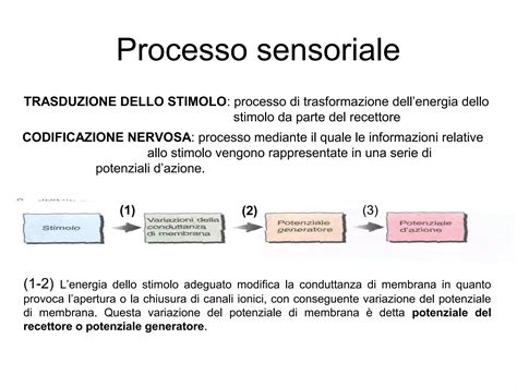 Diagramma che illustra il processo di trasduzione sensoriale.