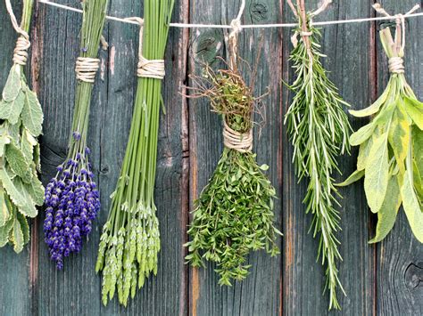 Erbe aromatiche per liquori