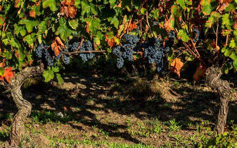 Uve Aglianico