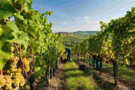 Vigneti di Pinot Grigio in Veneto