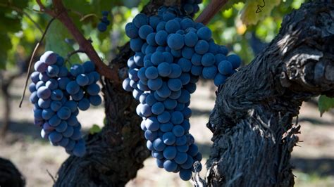 Grappoli di Nerello Mascalese e Carricante