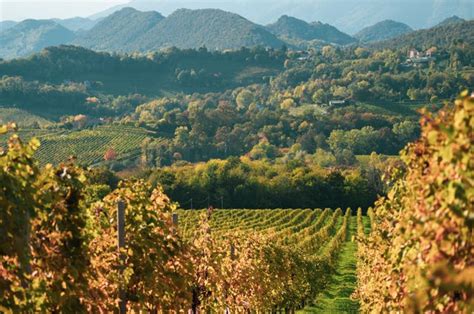 Vigneti di Glera nella zona di Conegliano Valdobbiadene