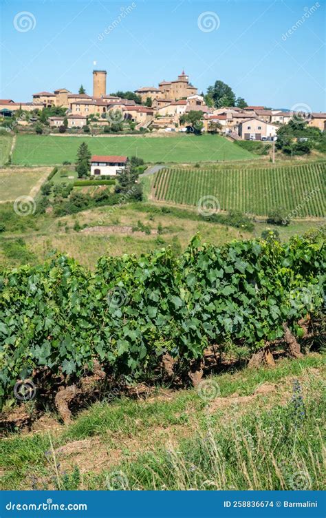 Paesaggio rurale con vigneti e pascoli di Borgoluce