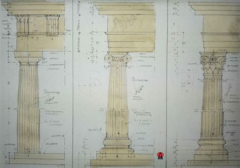 Disegno schematico delle specie di vite