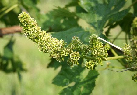 Infiorescenza di vite