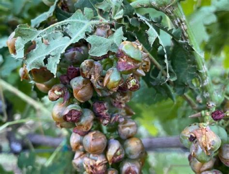 Grappolo d'uva danneggiato dalla grandine